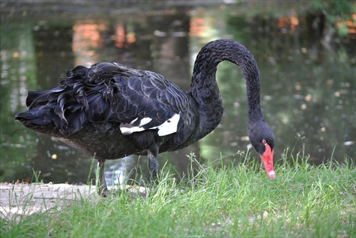 Čierna labuť