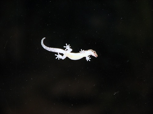 Geckon