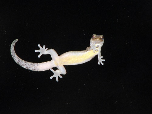 Geckon