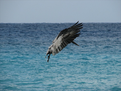 Let pelikána