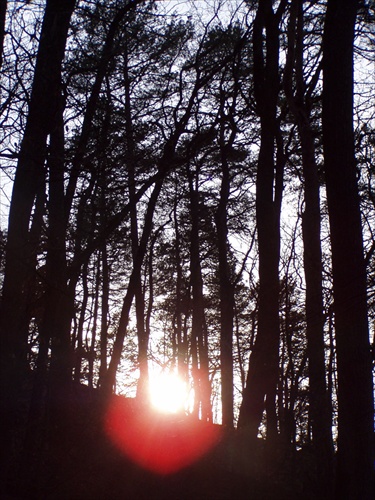 Slnko z lesa