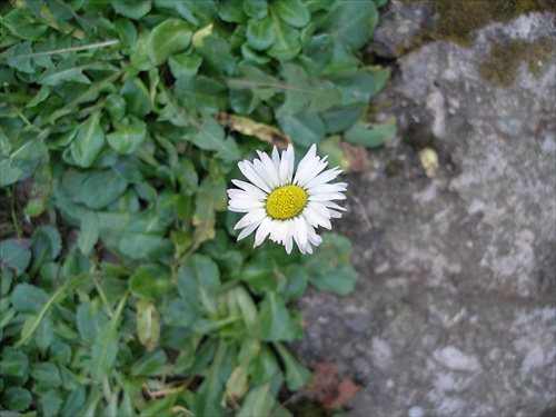 VeštíLasky