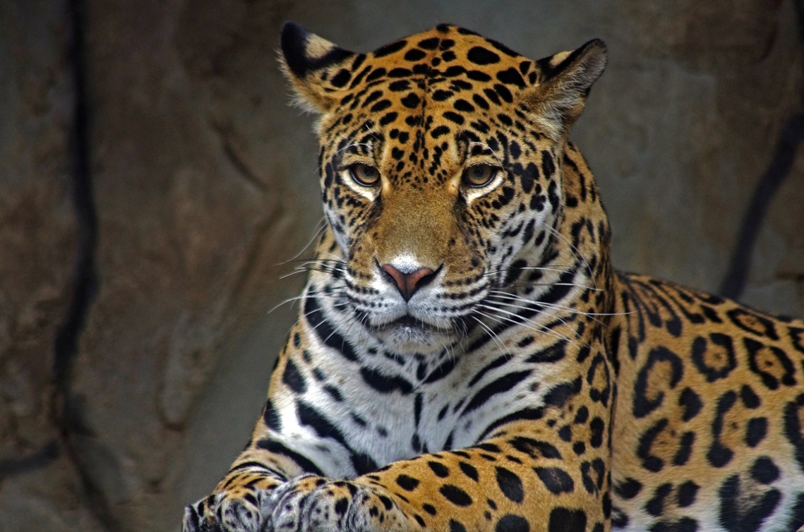 Panthera onca