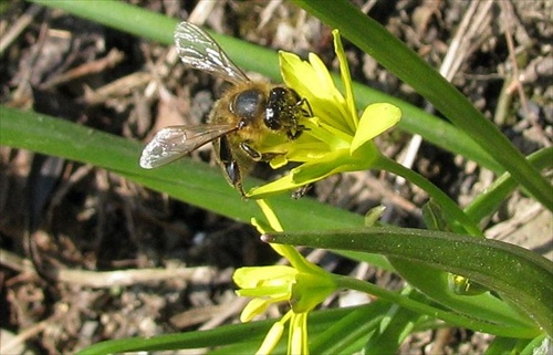prebudenie