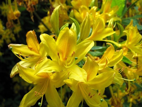 žltý rododendron
