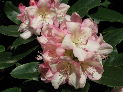 ružovobiely rododendron