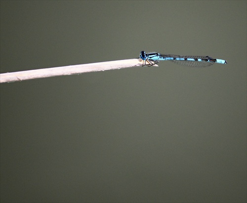 nespadnem