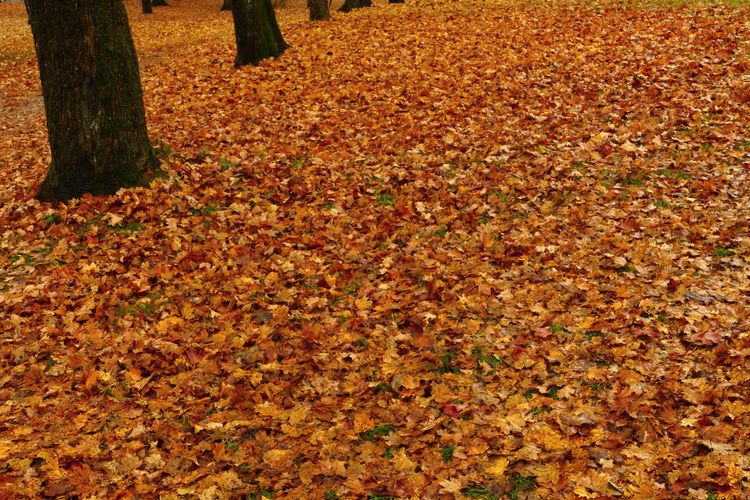 jesenný koberec