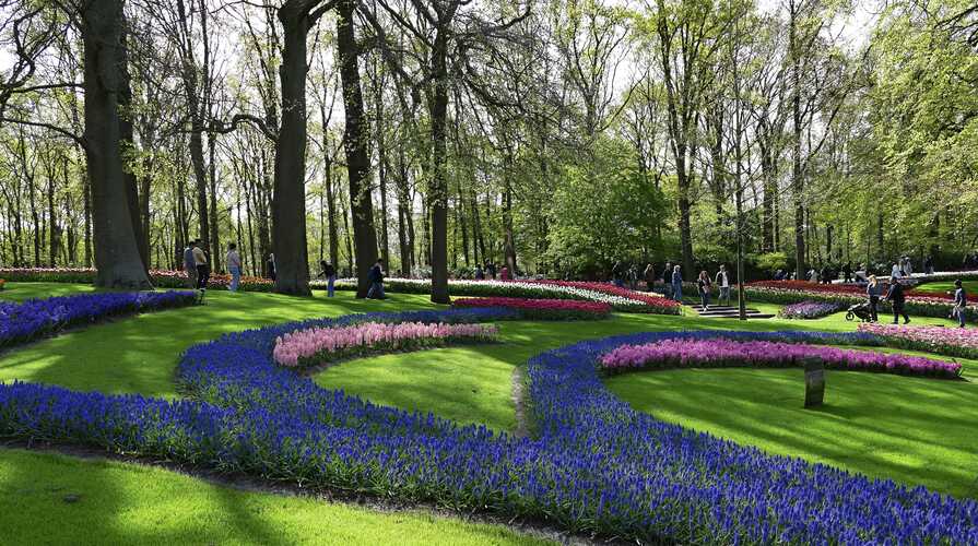 krajina tulipánov