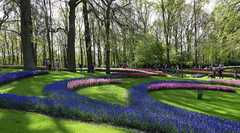 krajina tulipánov