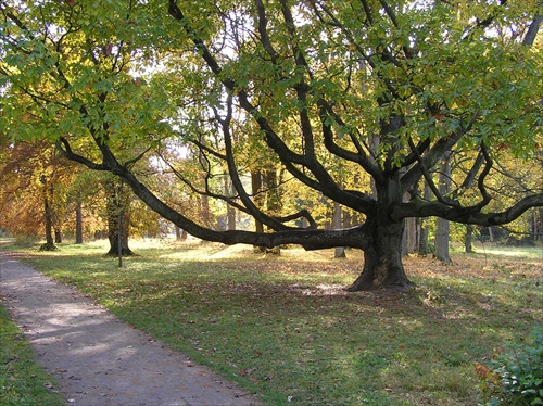 starý strom v parku