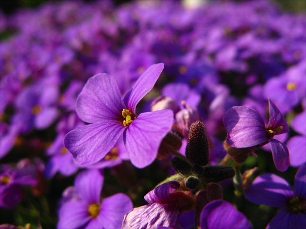 fialova kvetinka