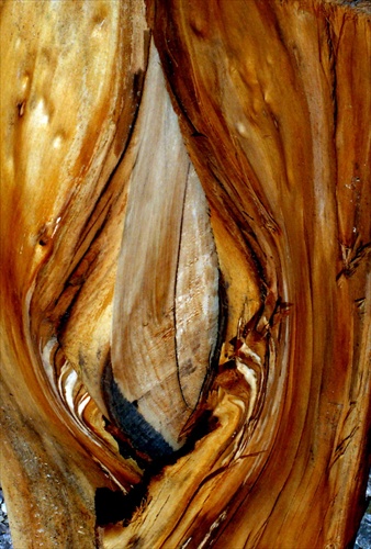 krása lipového dreva
