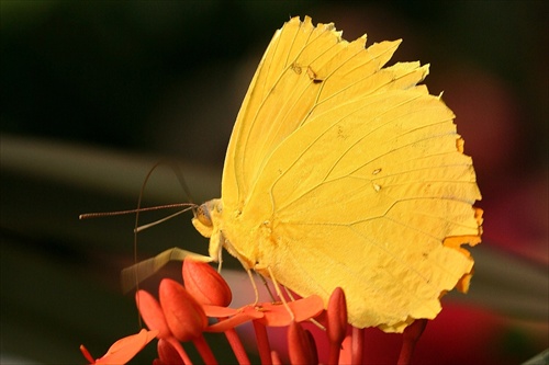 Žltý motýľ