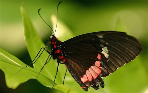 Červeno čierny motýľ