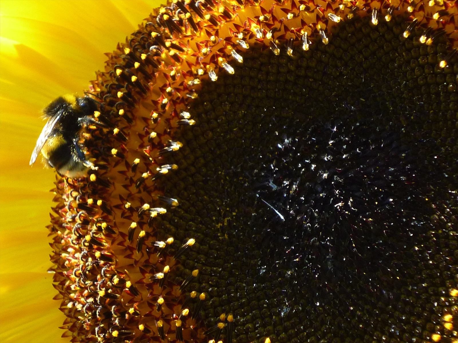 včielka , zber peľu