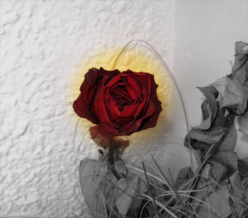 Suchá ruža