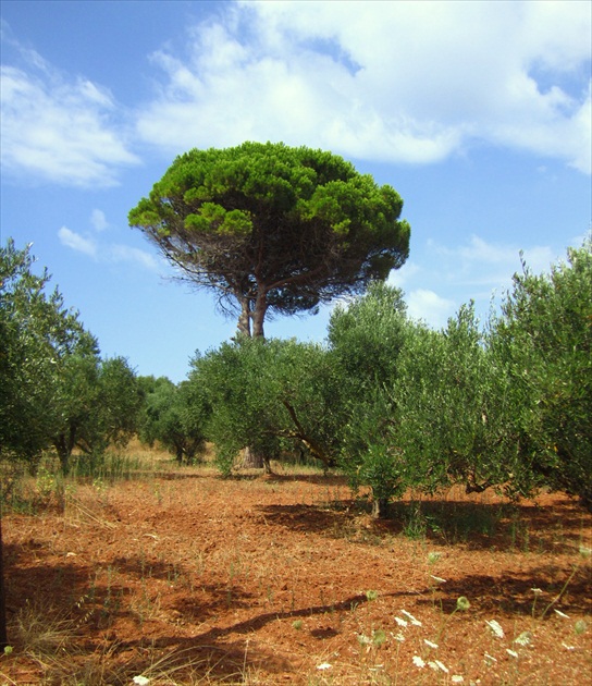 Strážca starých olív