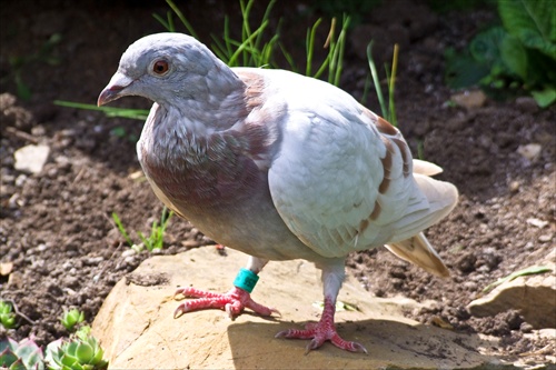 Poštový holub