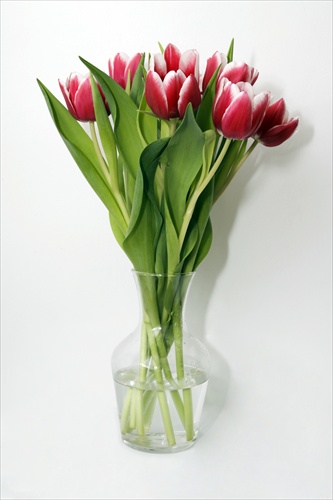 Tulips for Women