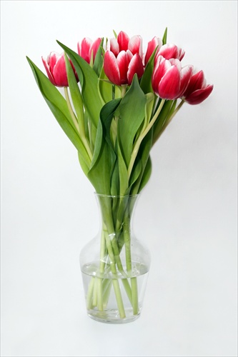 Tulips for Women 2