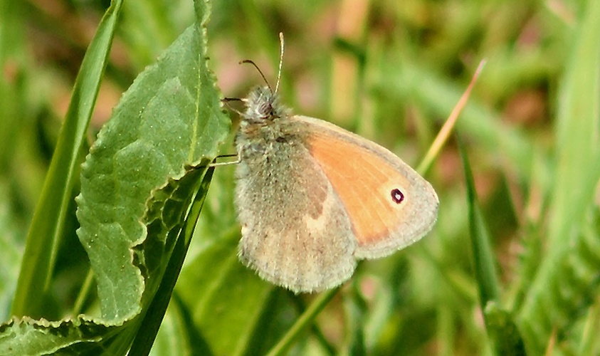 motýl 2