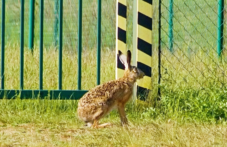 králík-zajíc ?