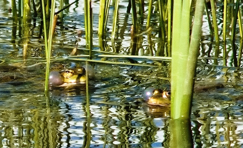 žaby