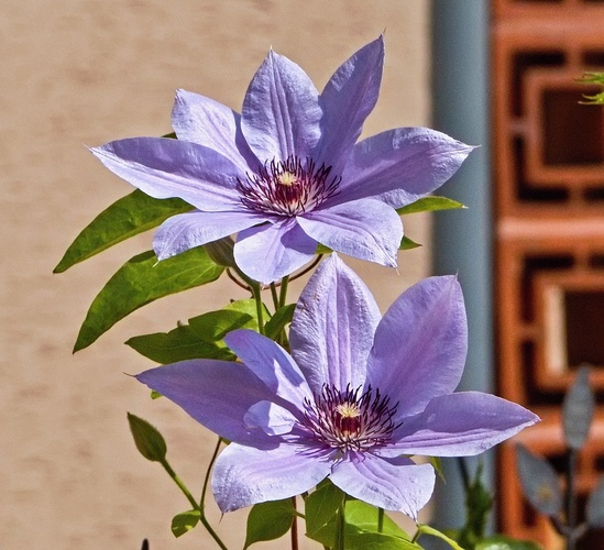 klematis