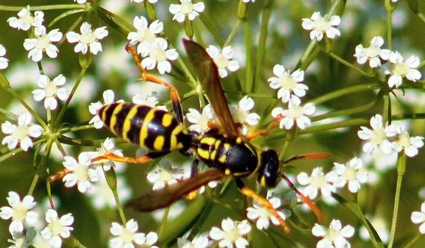 vosa