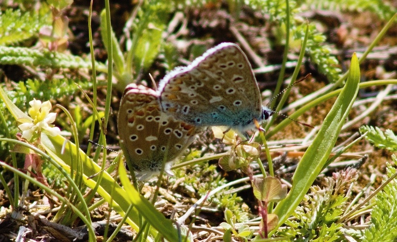 motýli