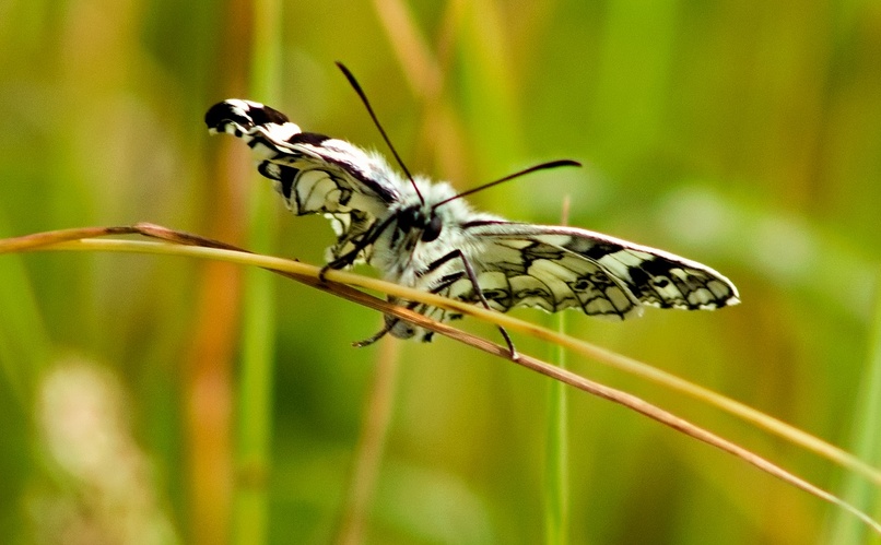 motýl