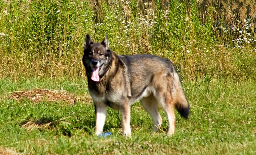 čekám
