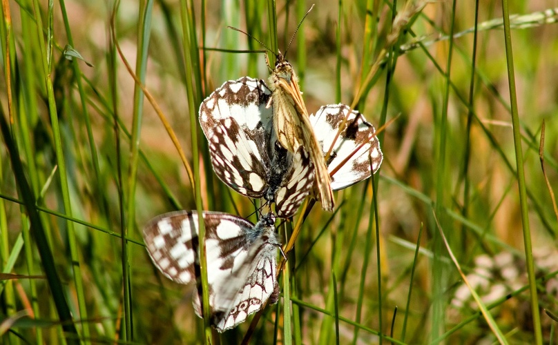 motýli