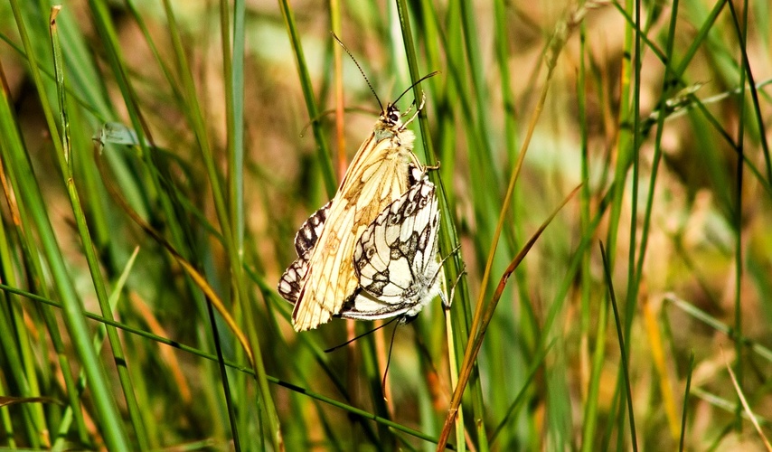motýli