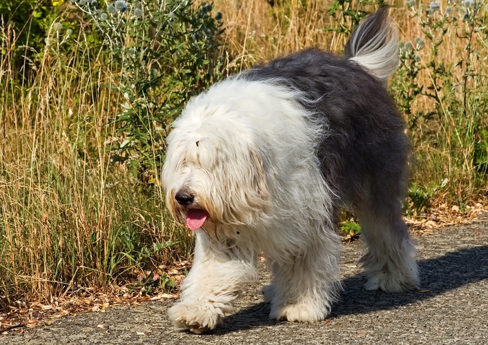bobtail