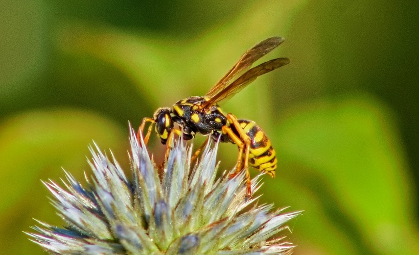 vosa