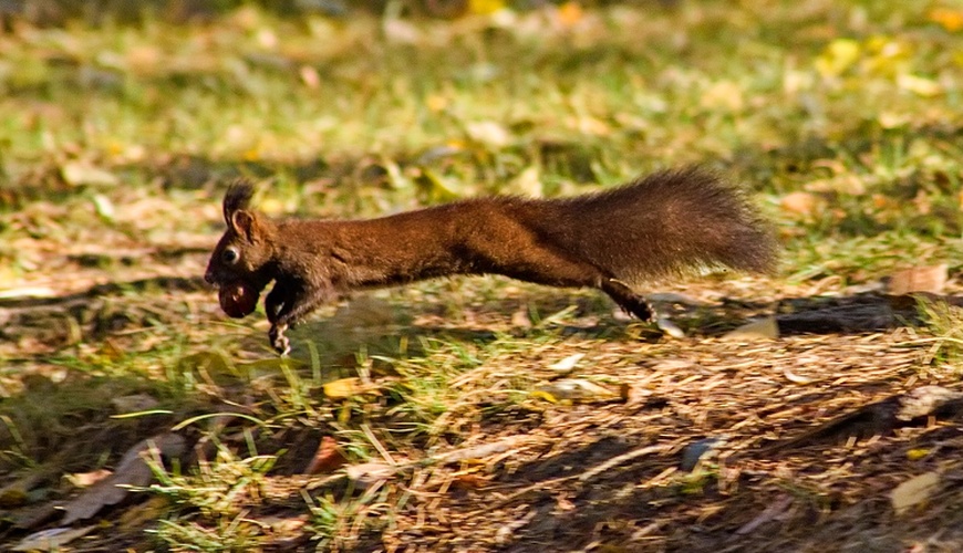 hop