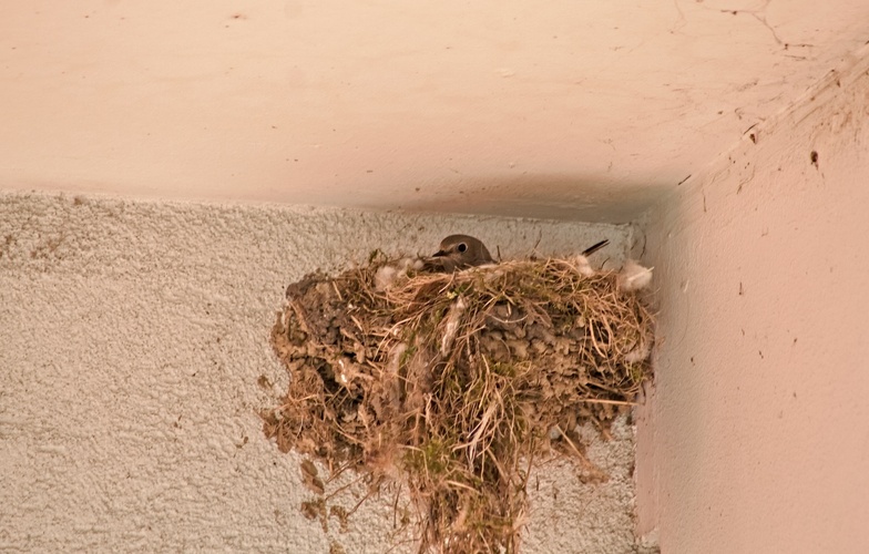 vlašto-kosí hnízdo