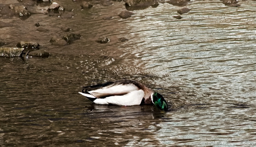 snídaně
