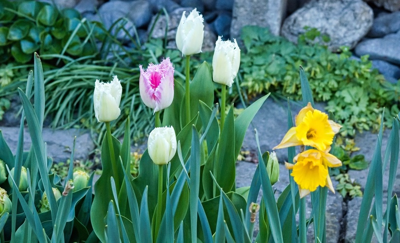 tulipány