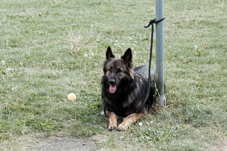 čekám
