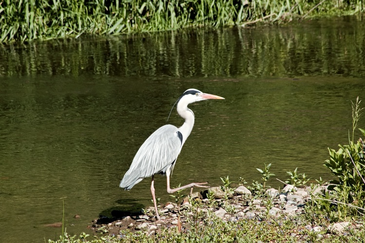 volavka