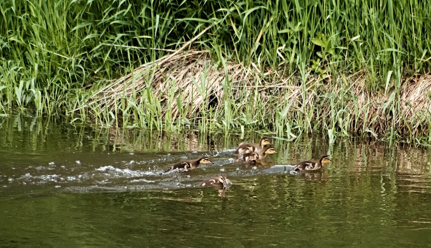 na řece