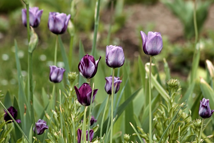 tulipány