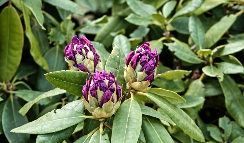 rododendron