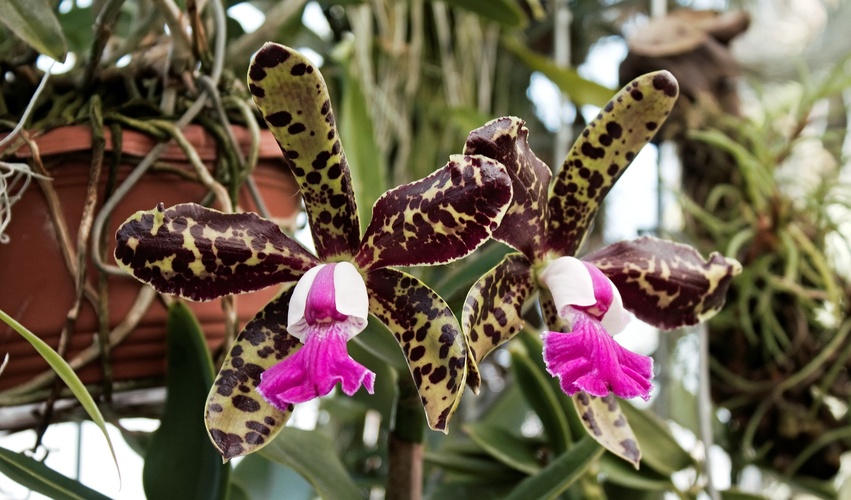 orchidej 2