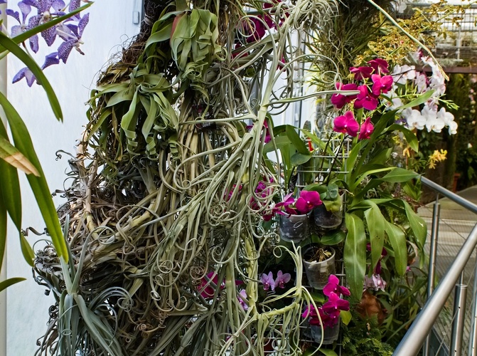 orchidej 1
