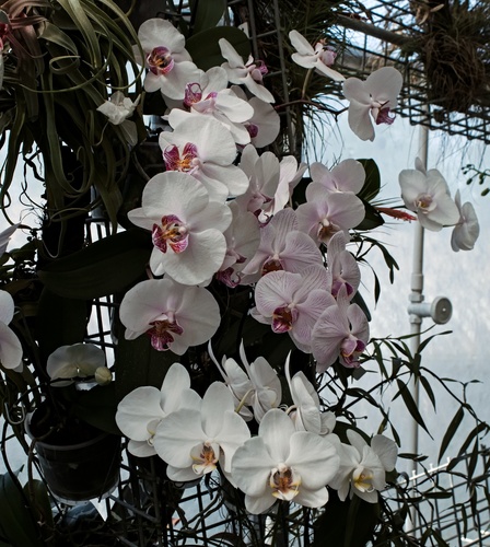 orchidej