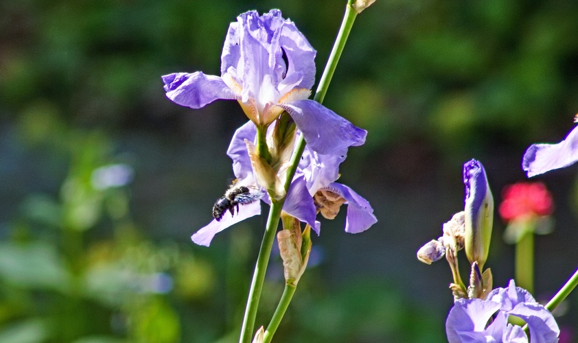 Iris 2